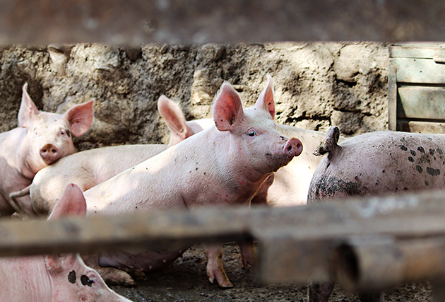 雲南榮強飼料有限公司
