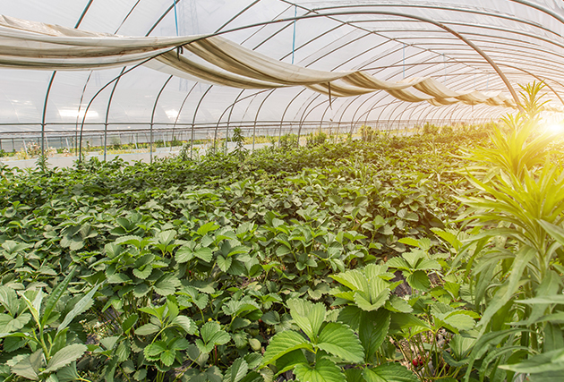 四川金陽島生态農業開發有限公司